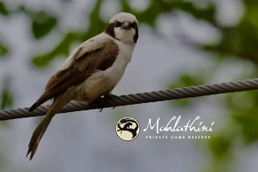 Manager’s Newsletter – October 2025 (Summary)