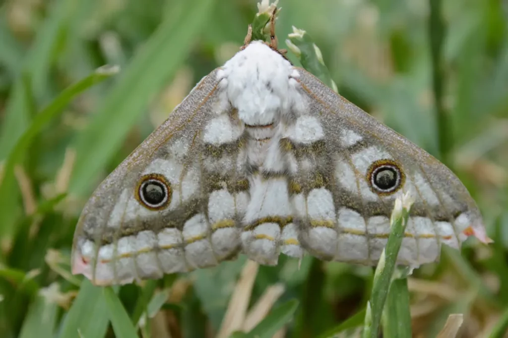 Why Mahlathini Is One of South Africa’s Best-Kept Bushveld Secrets