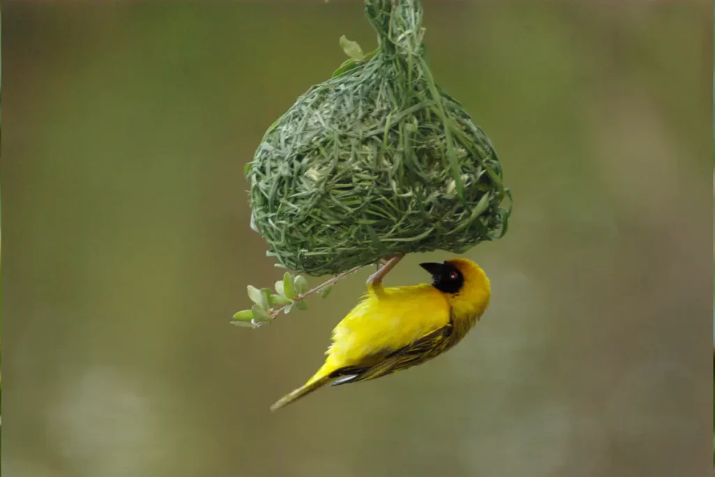 The Meaning of “Mahlathini” – And Why It’s Perfect for This Reserve