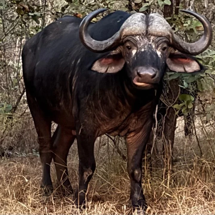 Instagram post from mahlathini_official. This post is in position 0.