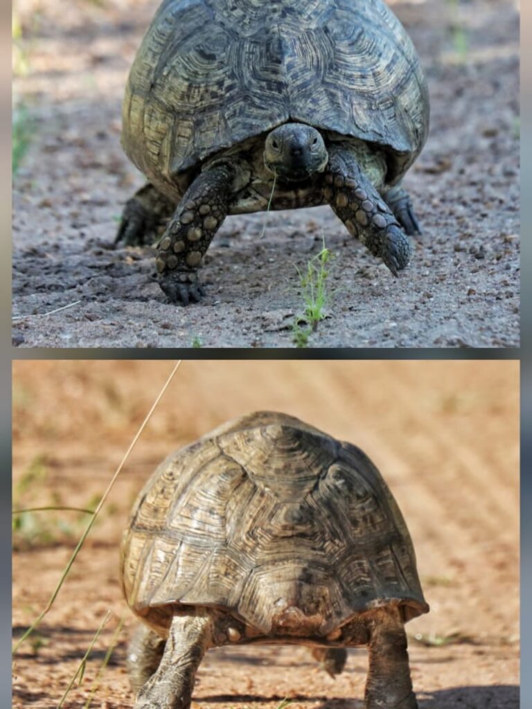 Instagram post from mahlathini_privat_game_reserve. This post is in position 2.