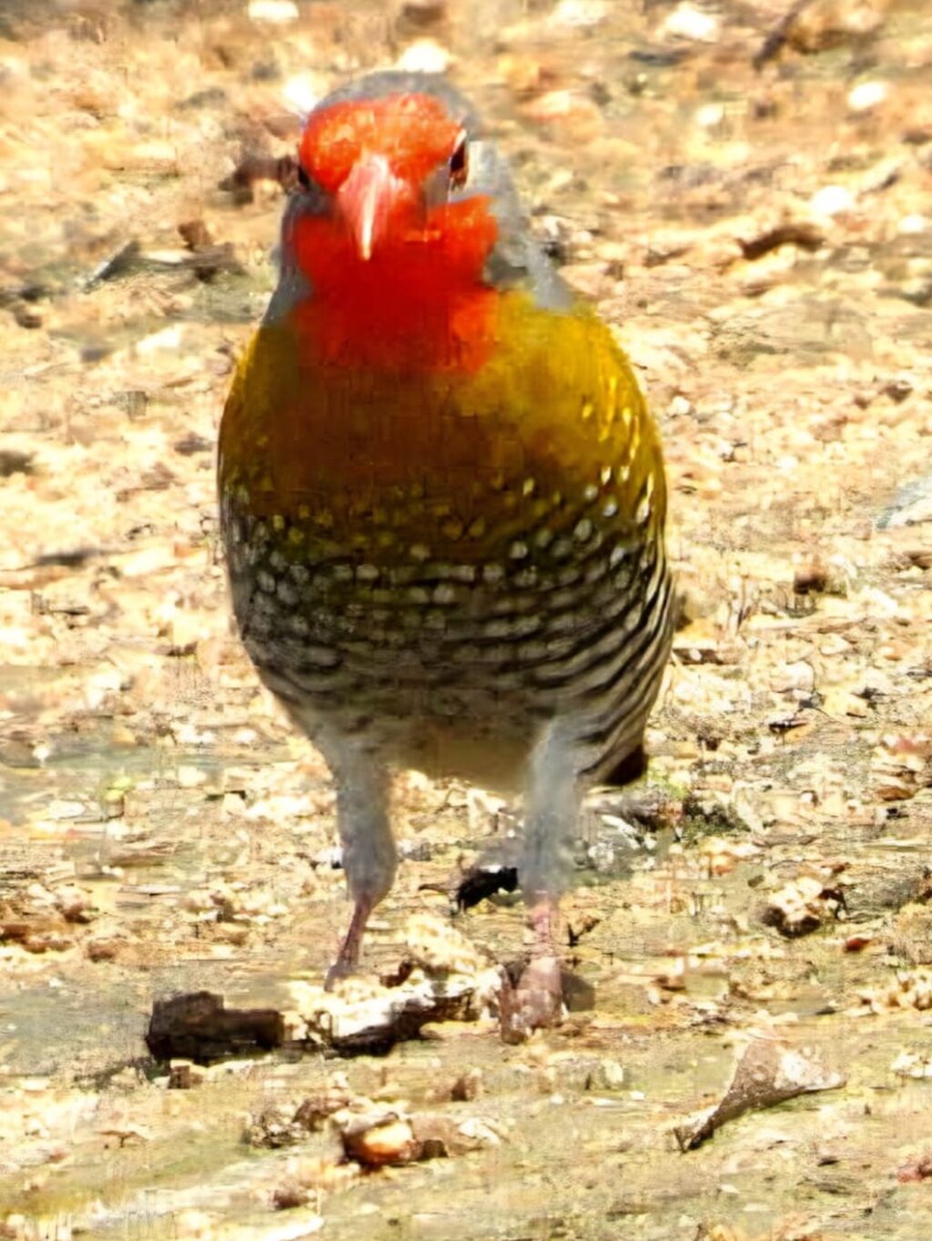 Instagram post from mahlathini_privat_game_reserve. This post is in position 4.