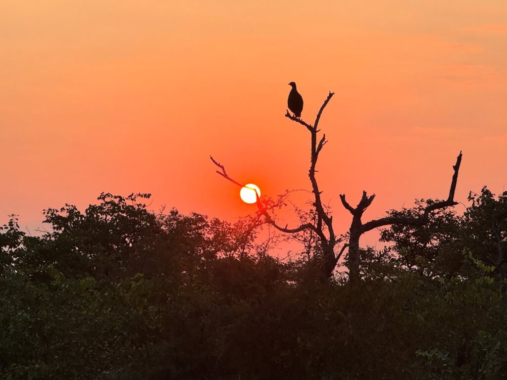 Instagram post from mahlathini_privat_game_reserve. This post is in position 14.