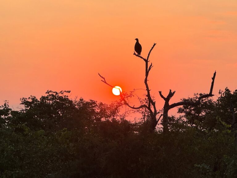 Instagram post from mahlathini_privat_game_reserve. This post is in position 15.