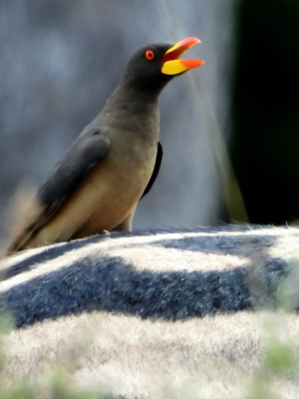 Instagram post from mahlathini_privat_game_reserve. This post is in position 8.