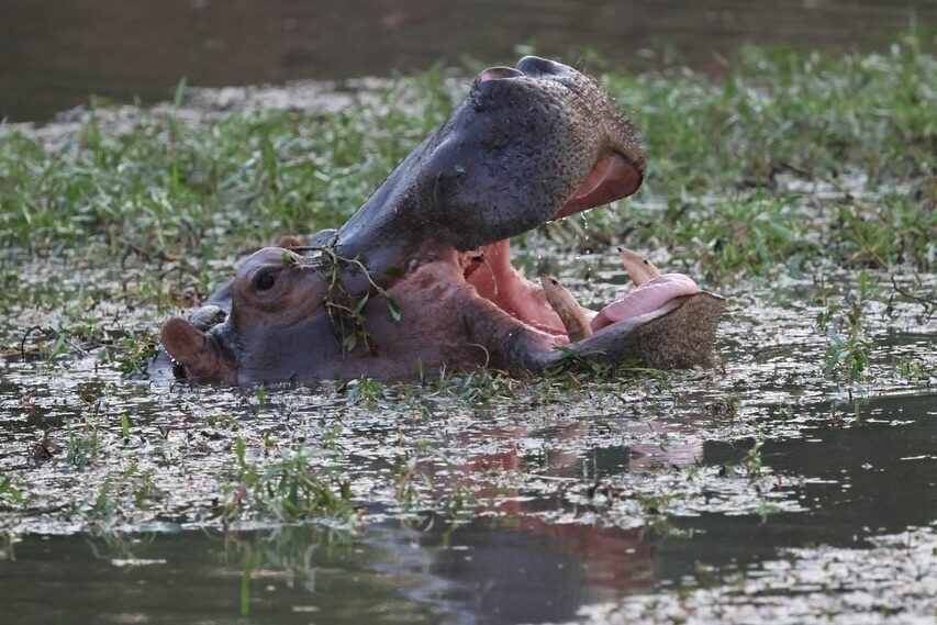 Instagram post from mahlathini_privat_game_reserve. This post is in position 1.