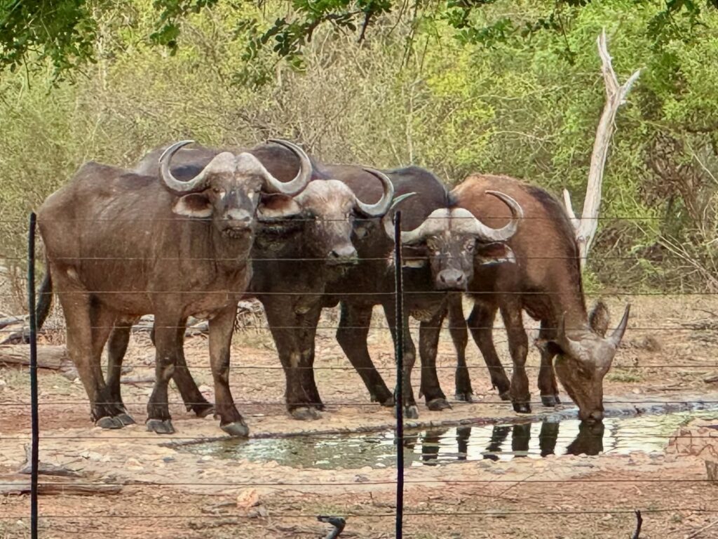 Instagram post from mahlathini_privat_game_reserve. This post is in position 20.