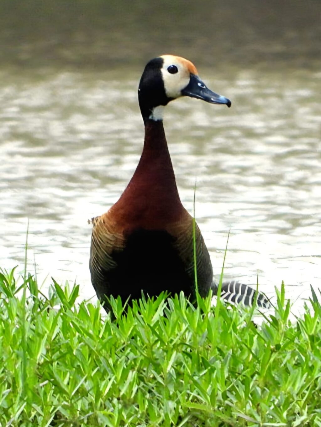 Instagram post from mahlathini_privat_game_reserve. This post is in position 0.