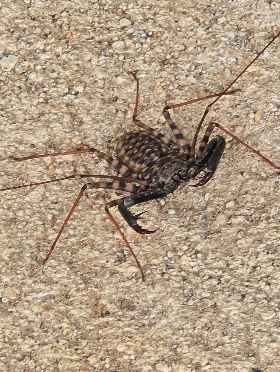 Instagram post from mahlathini_privat_game_reserve. This post is in position 5.