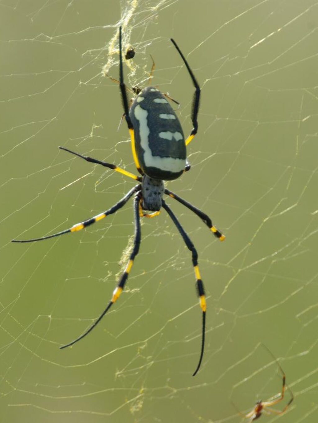 Instagram post from mahlathini_privat_game_reserve. This post is in position 2.