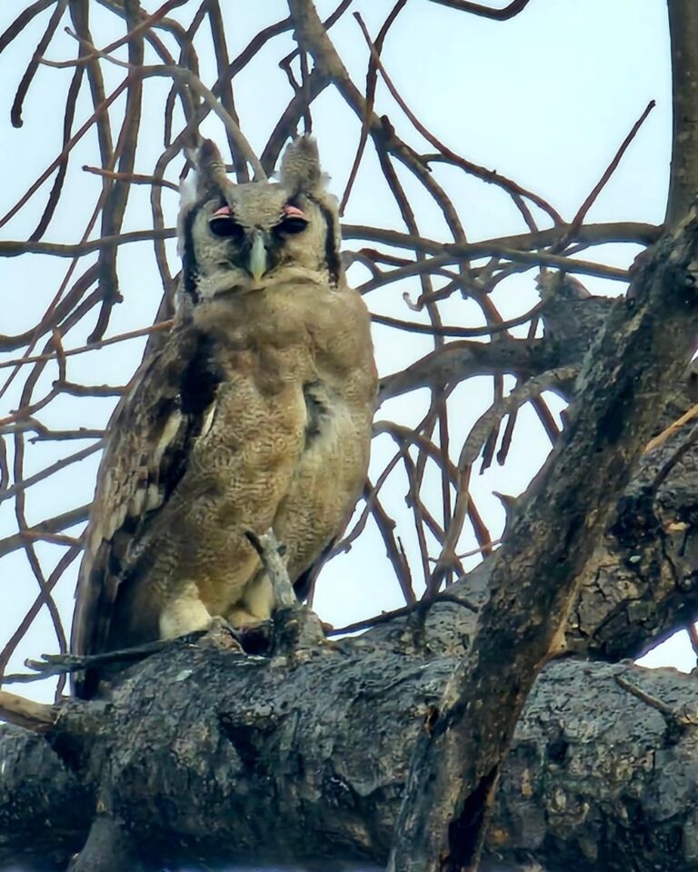 Instagram post from mahlathini_privat_game_reserve. This post is in position 25.