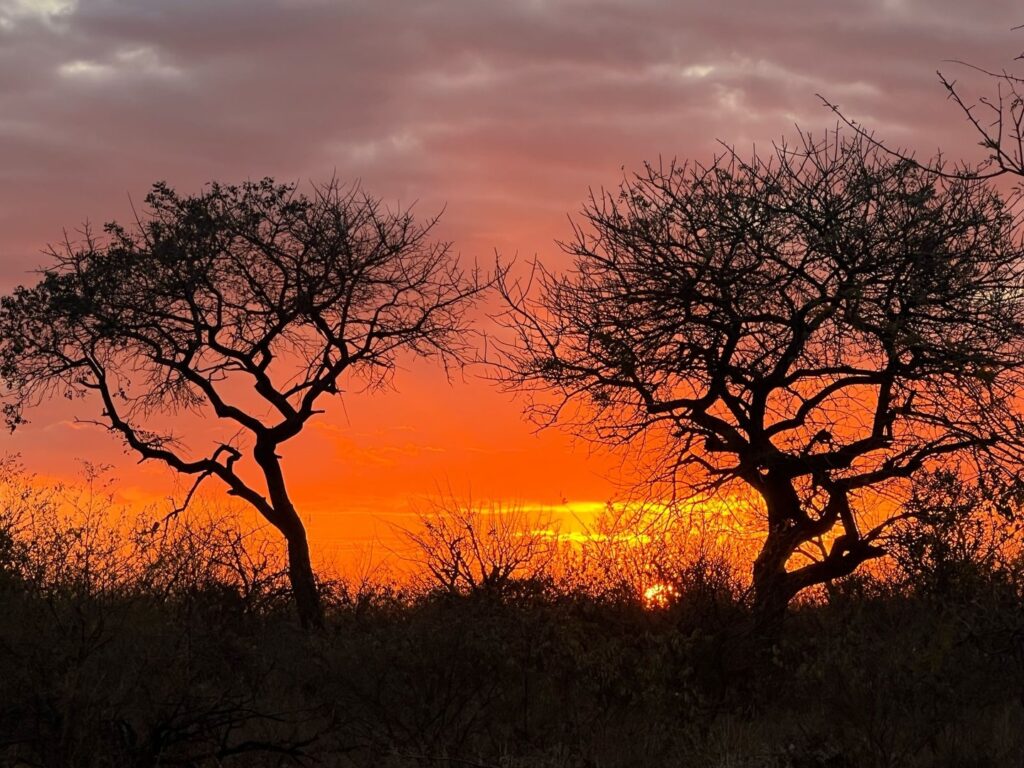 Instagram post from mahlathini_privat_game_reserve. This post is in position 8.