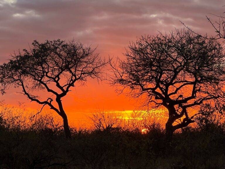 Instagram post from mahlathini_privat_game_reserve. This post is in position 9.