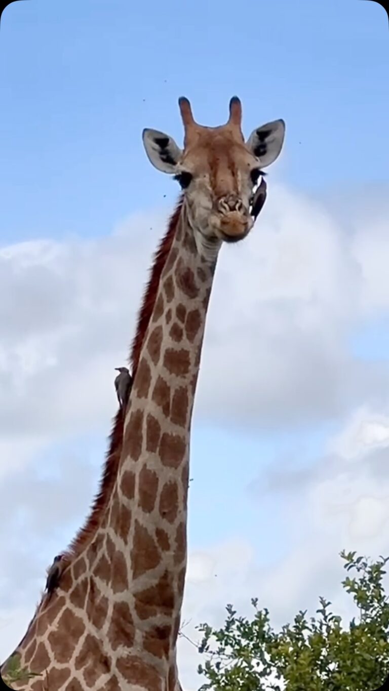 Instagram post from mahlathini_privat_game_reserve. This post is in position 17.