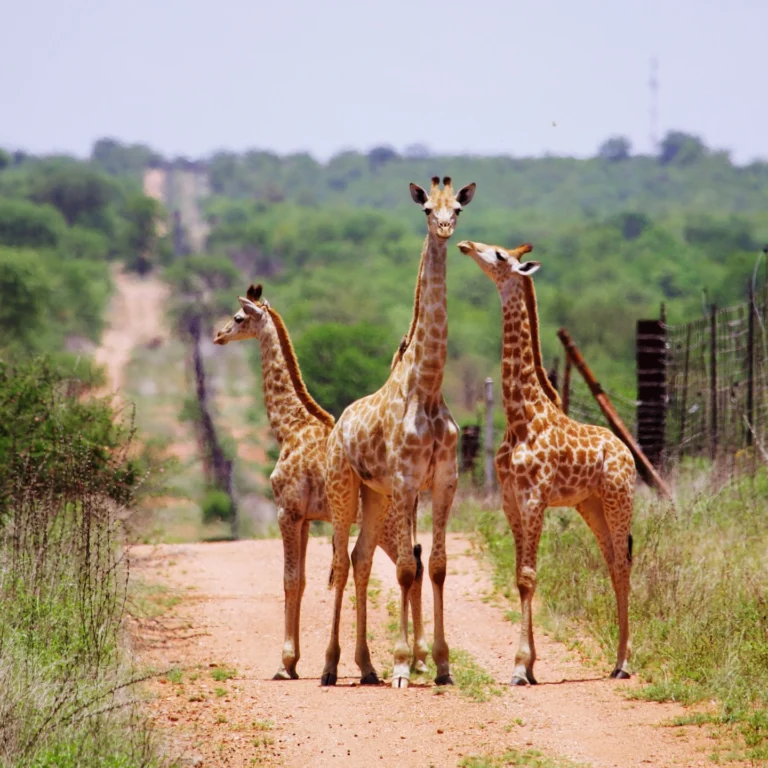 Instagram post from mahlathini_official. This post is in position 14.