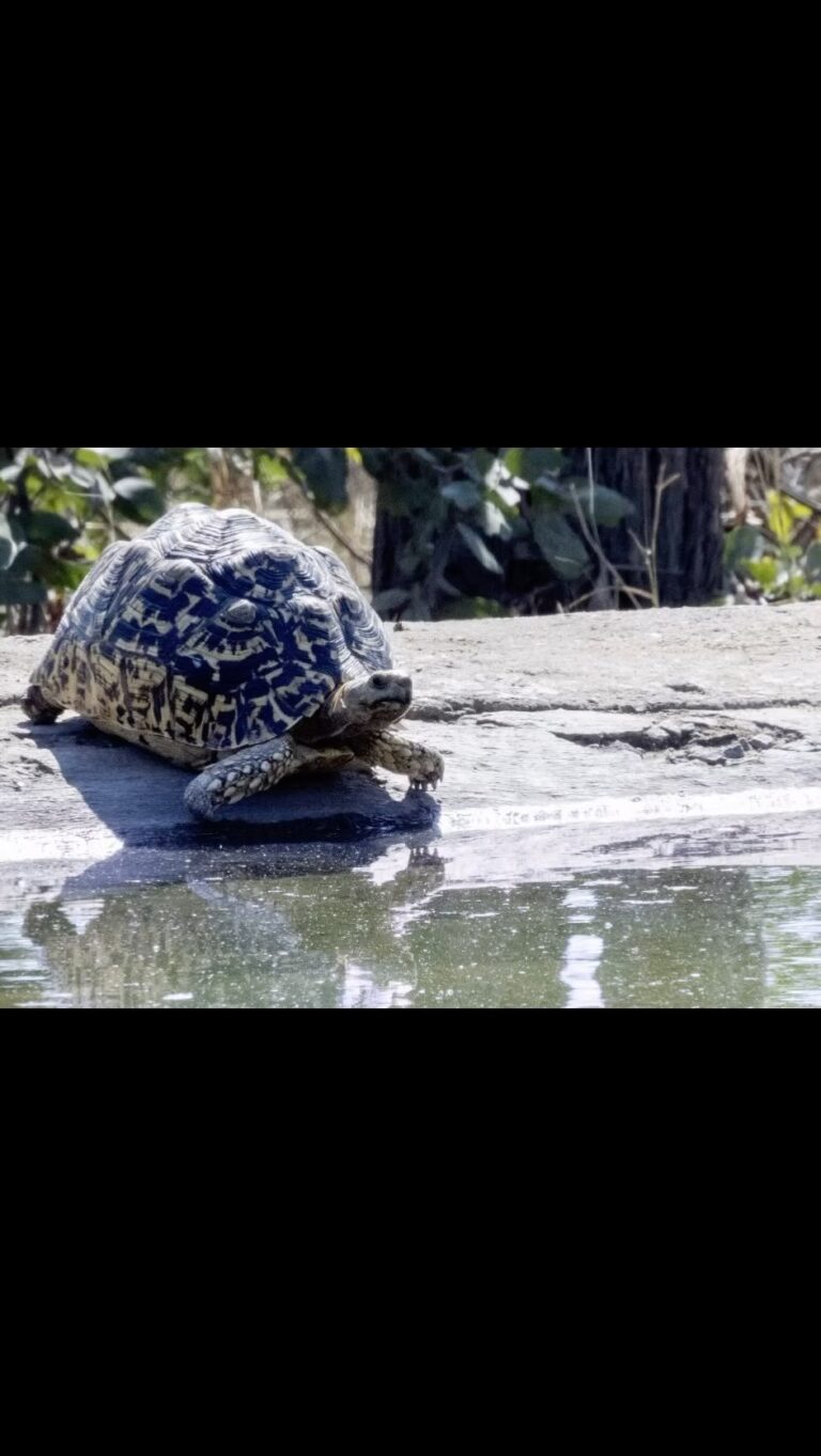 Instagram post from mahlathini_privat_game_reserve. This post is in position 28.