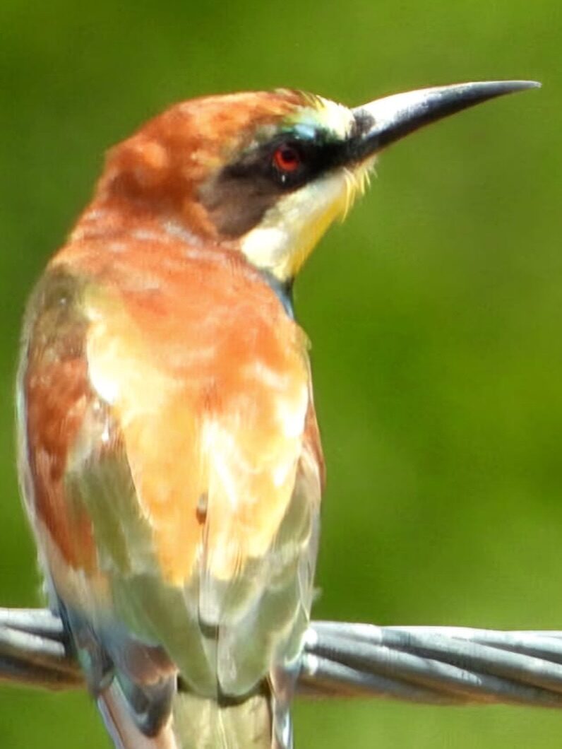 Instagram post from mahlathini_privat_game_reserve. This post is in position 7.