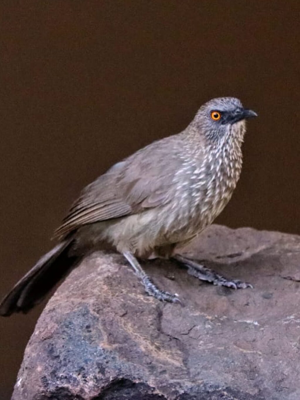 Instagram post from mahlathini_privat_game_reserve. This post is in position 5.