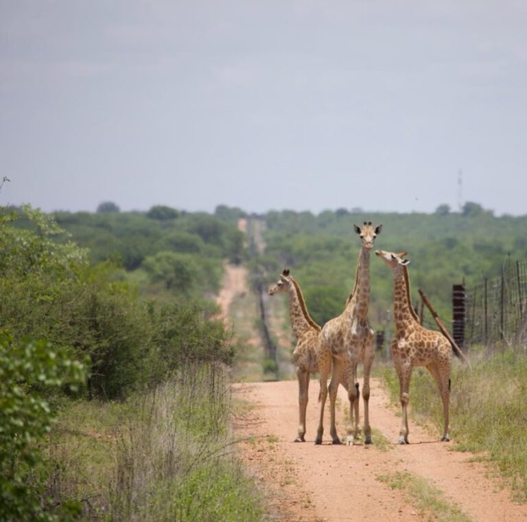 Instagram post from mahlathini_privat_game_reserve. This post is in position 10.