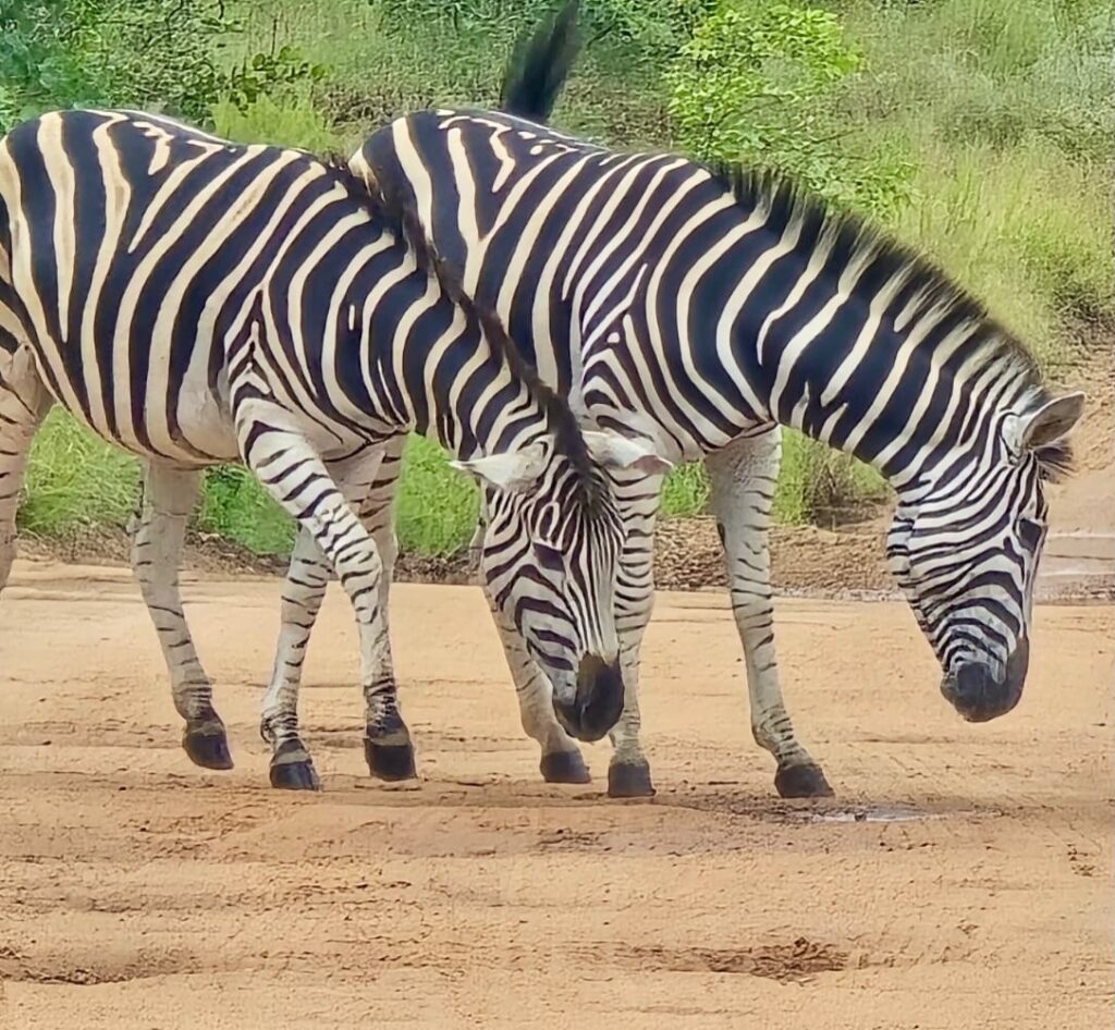 Instagram post from mahlathini_privat_game_reserve. This post is in position 1.