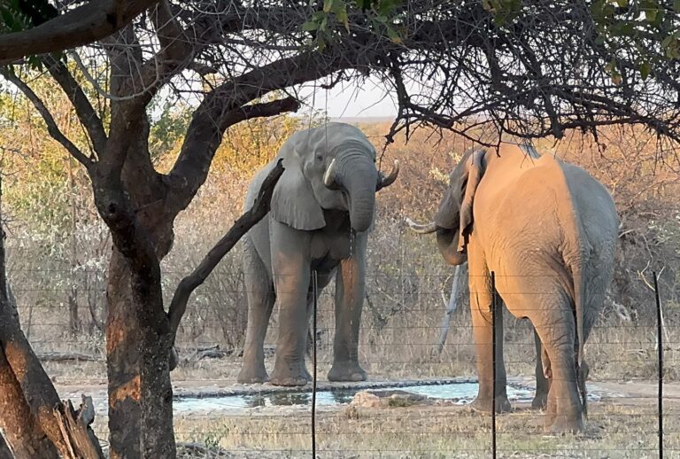 Instagram post from mahlathini_privat_game_reserve. This post is in position 13.