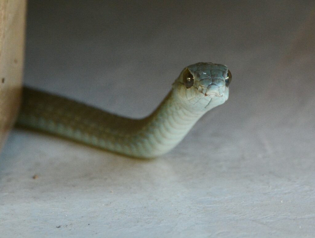 Instagram post from mahlathini_privat_game_reserve. This post is in position 0.