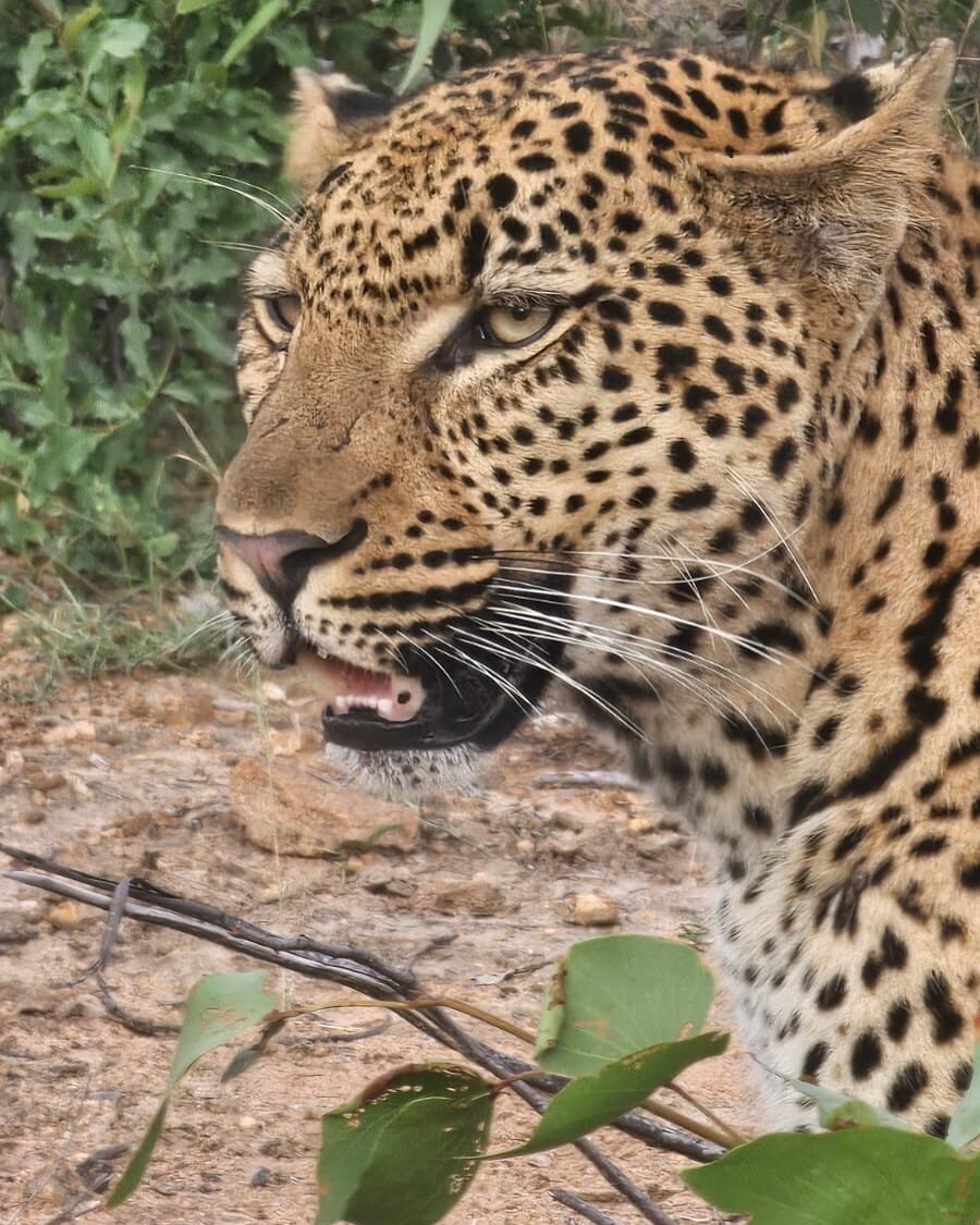 Instagram post from mahlathini_privat_game_reserve. This post is in position 1.