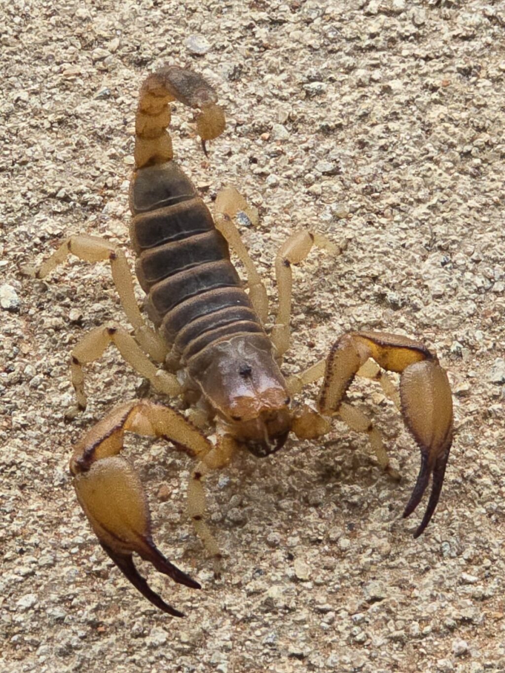 Instagram post from mahlathini_privat_game_reserve. This post is in position 0.