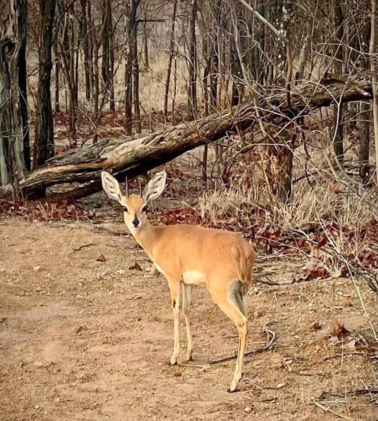 Instagram post from mahlathini_privat_game_reserve. This post is in position 22.