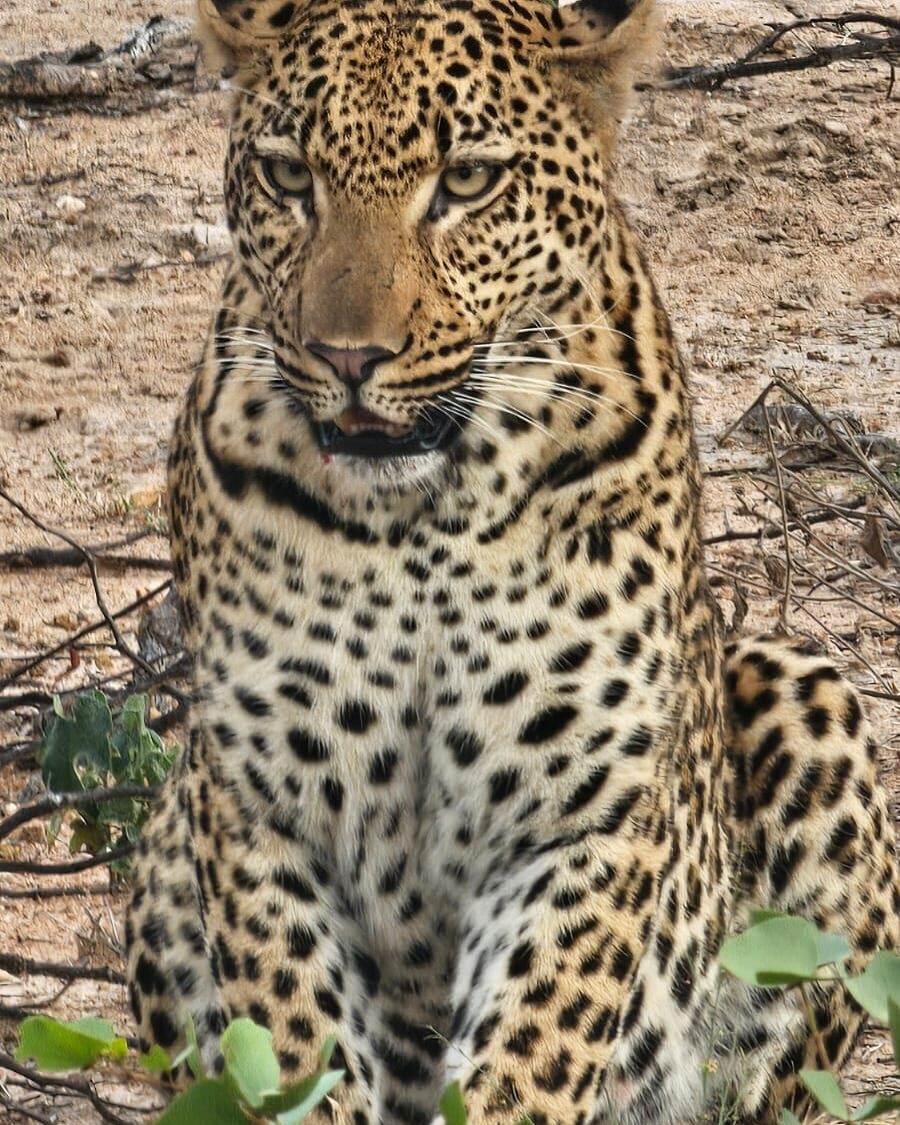 Instagram post from mahlathini_privat_game_reserve. This post is in position 0.