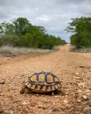 Instagram post from mahlathini_official. This post is in position 6.