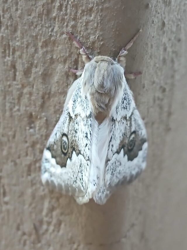 Instagram post from mahlathini_privat_game_reserve. This post is in position 3.