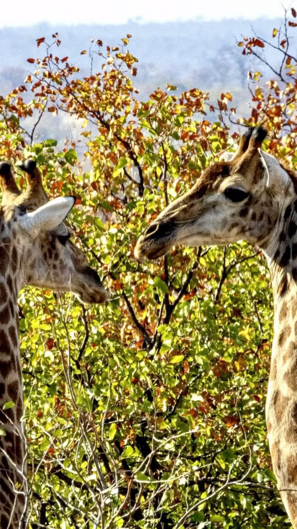 Instagram post from mahlathini_privat_game_reserve. This post is in position 26.