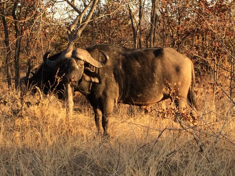 Instagram post from mahlathini_official. This post is in position 3.