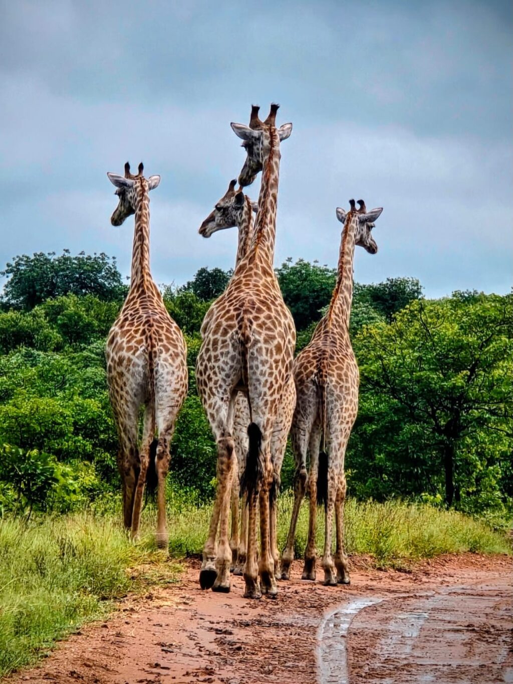 Instagram post from mahlathini_privat_game_reserve. This post is in position 5.