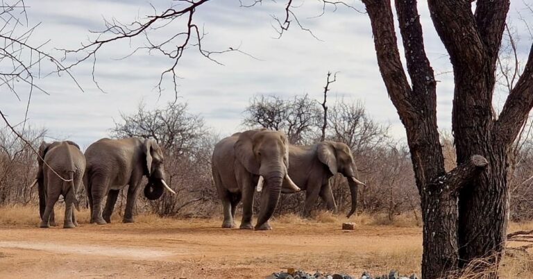 Instagram post from mahlathini_privat_game_reserve. This post is in position 24.