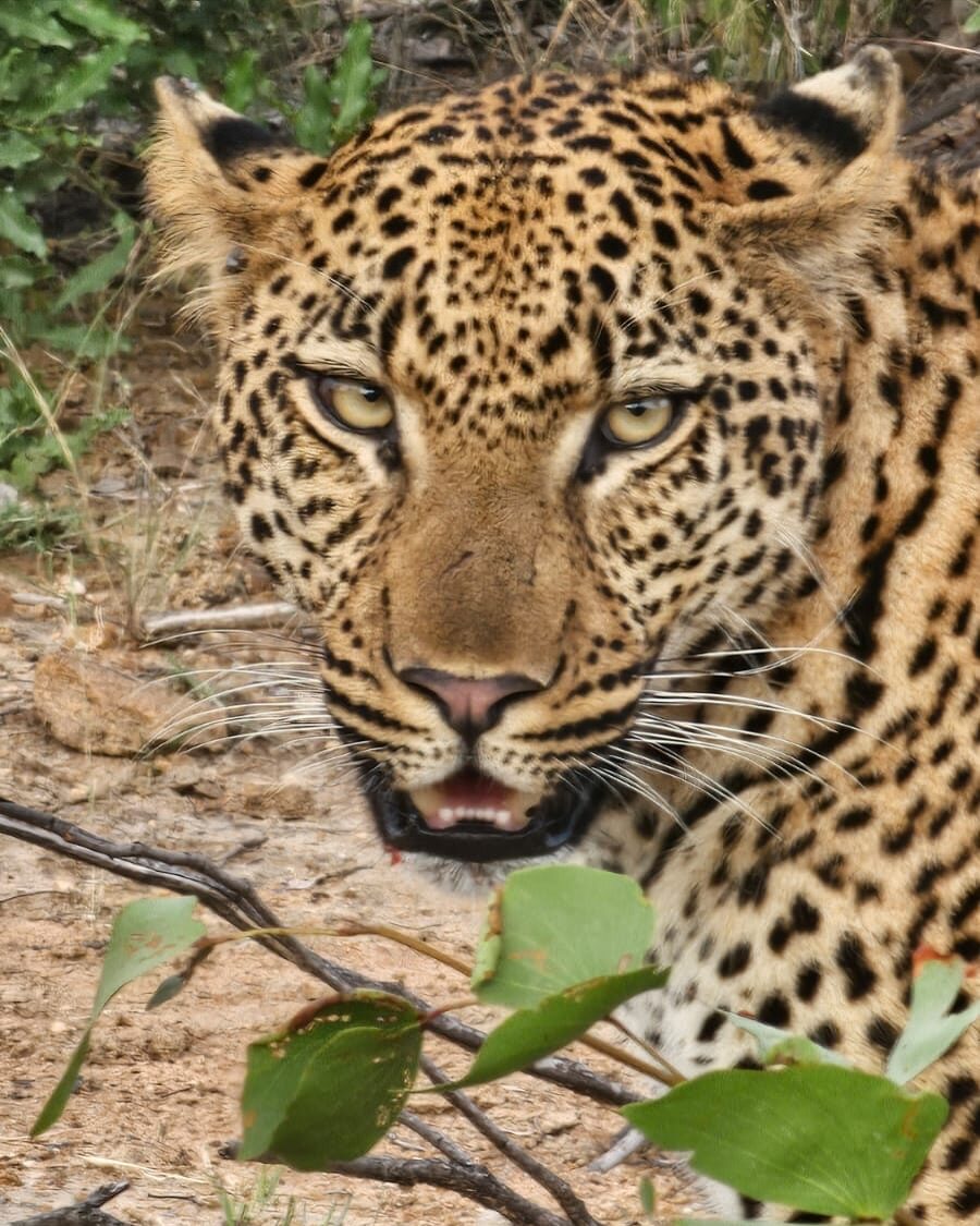 Instagram post from mahlathini_privat_game_reserve. This post is in position 2.