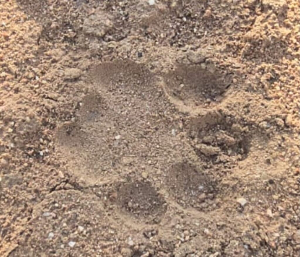 Instagram post from mahlathini_privat_game_reserve. This post is in position 2.