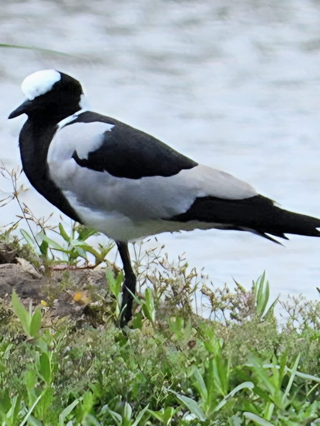 Instagram post from mahlathini_privat_game_reserve. This post is in position 3.