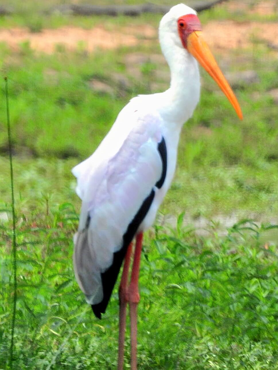 Instagram post from mahlathini_privat_game_reserve. This post is in position 1.