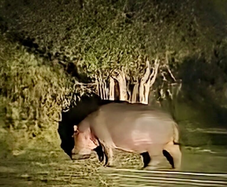 Instagram post from mahlathini_privat_game_reserve. This post is in position 4.