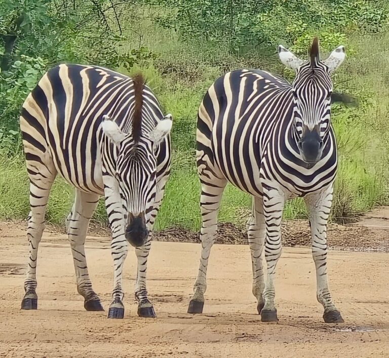 Instagram post from mahlathini_privat_game_reserve. This post is in position 5.