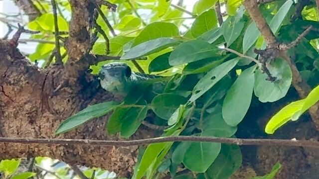 Instagram post from mahlathini_privat_game_reserve. This post is in position 12.