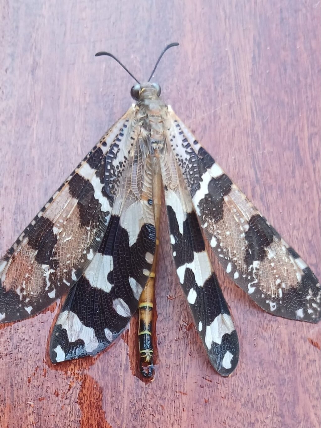 Instagram post from mahlathini_privat_game_reserve. This post is in position 1.