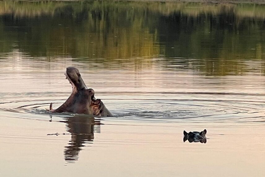 Instagram post from mahlathini_privat_game_reserve. This post is in position 2.