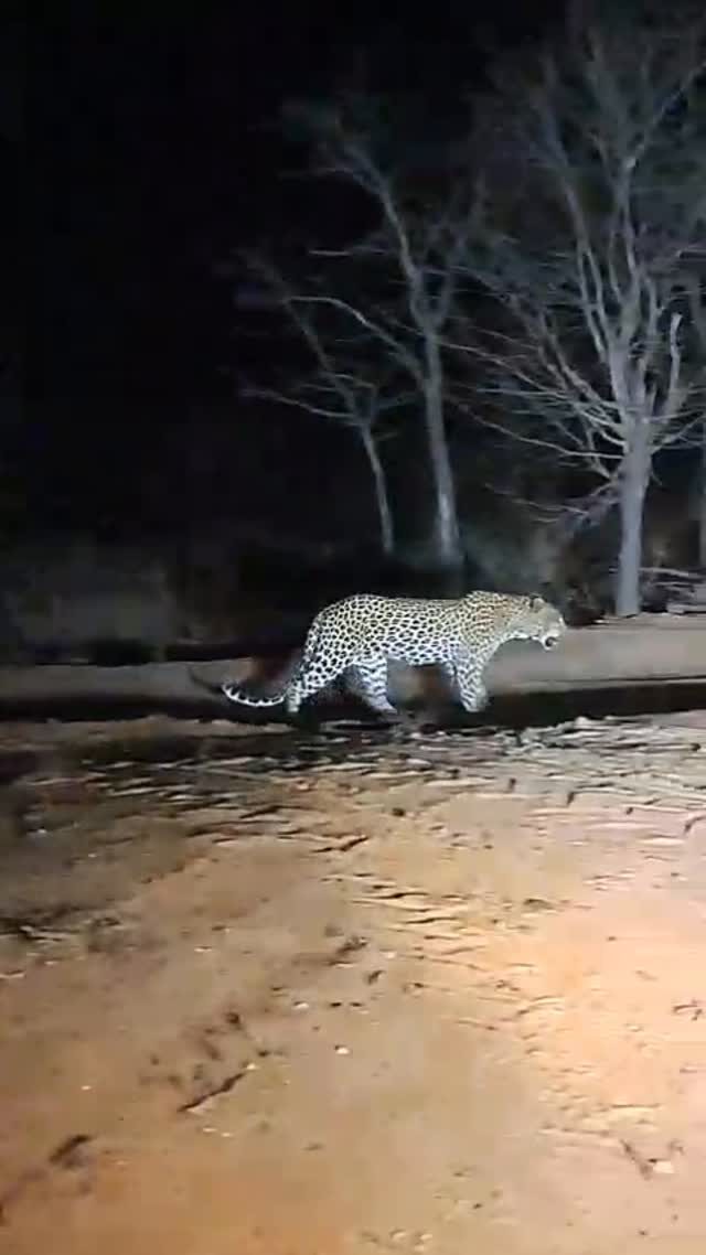 Instagram post from mahlathini_privat_game_reserve. This post is in position 11.