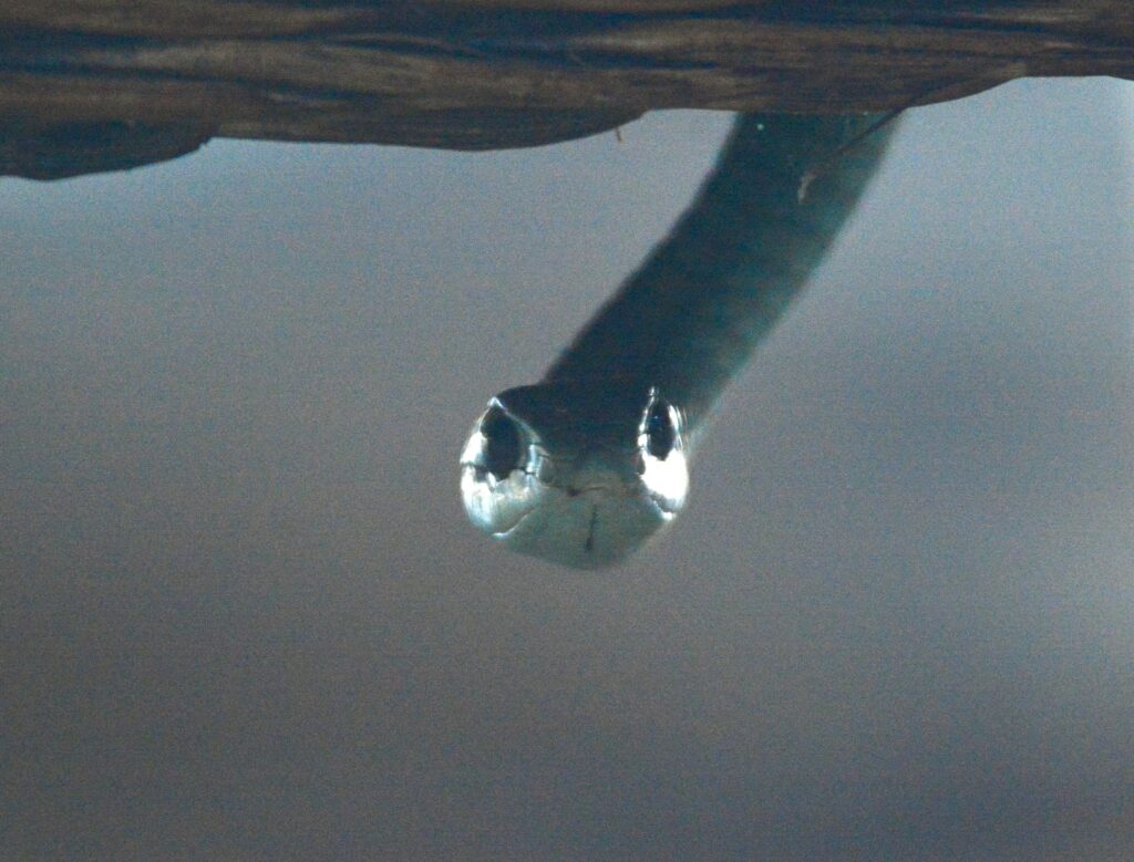 Instagram post from mahlathini_privat_game_reserve. This post is in position 1.