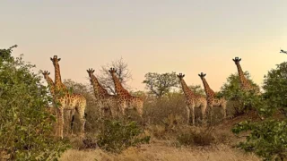 Instagram post from mahlathini_official. This post is in position 7.