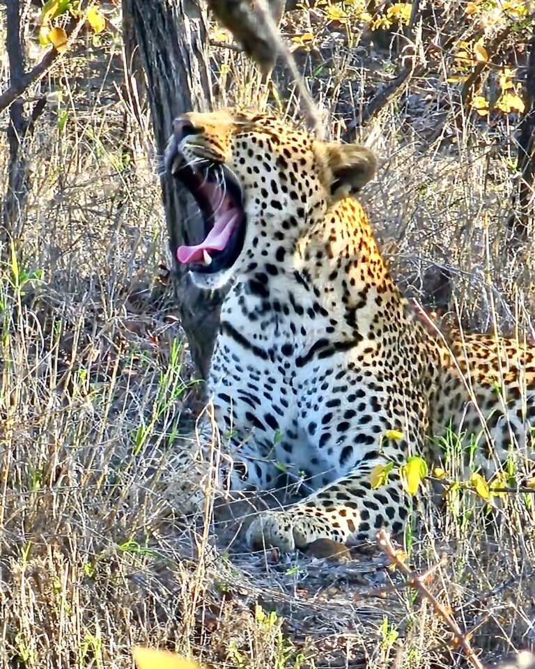 Instagram post from mahlathini_privat_game_reserve. This post is in position 20.