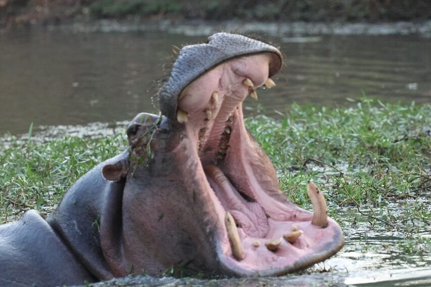 Instagram post from mahlathini_privat_game_reserve. This post is in position 0.